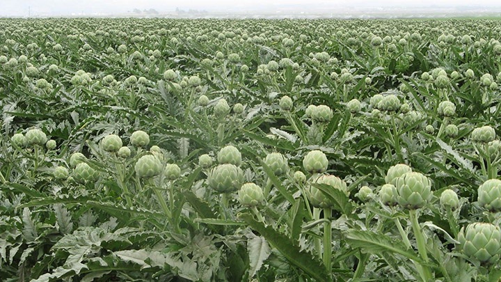 Castroville filming location in Monterey County