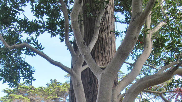 La Mirada Gardens filming location in Monterey County